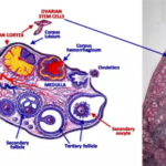 DiagramDescription automatically generated